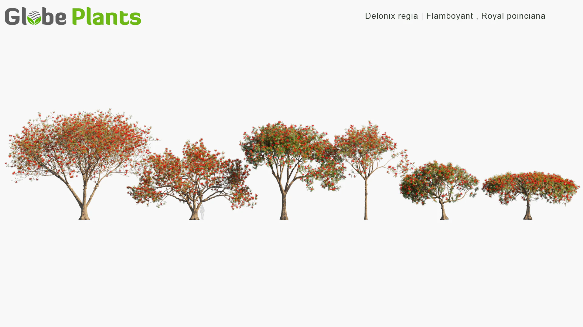 delonix regia — Download