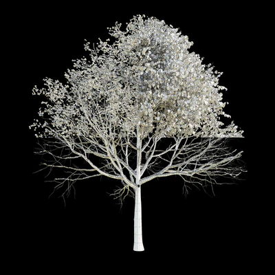 Apple Tree 5 Seasons — Вид 3