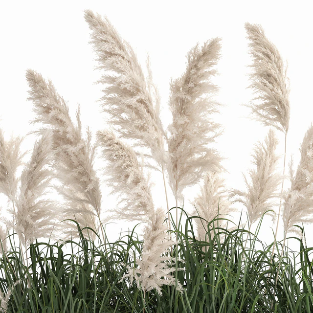 Bush white pampas grass in a street rusty metal pot, white reed, Cortaderia.  1033. — Descargar