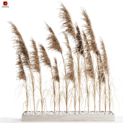 A bunch of Pampas 8 — Вид 1