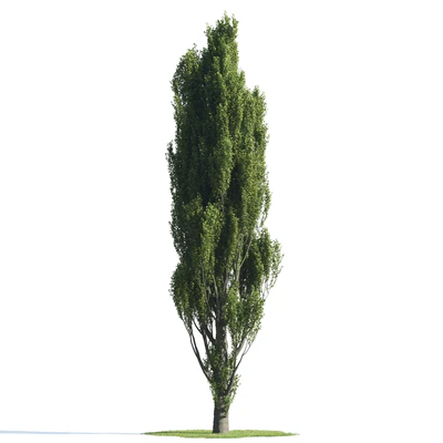 trees 023 — Descargar