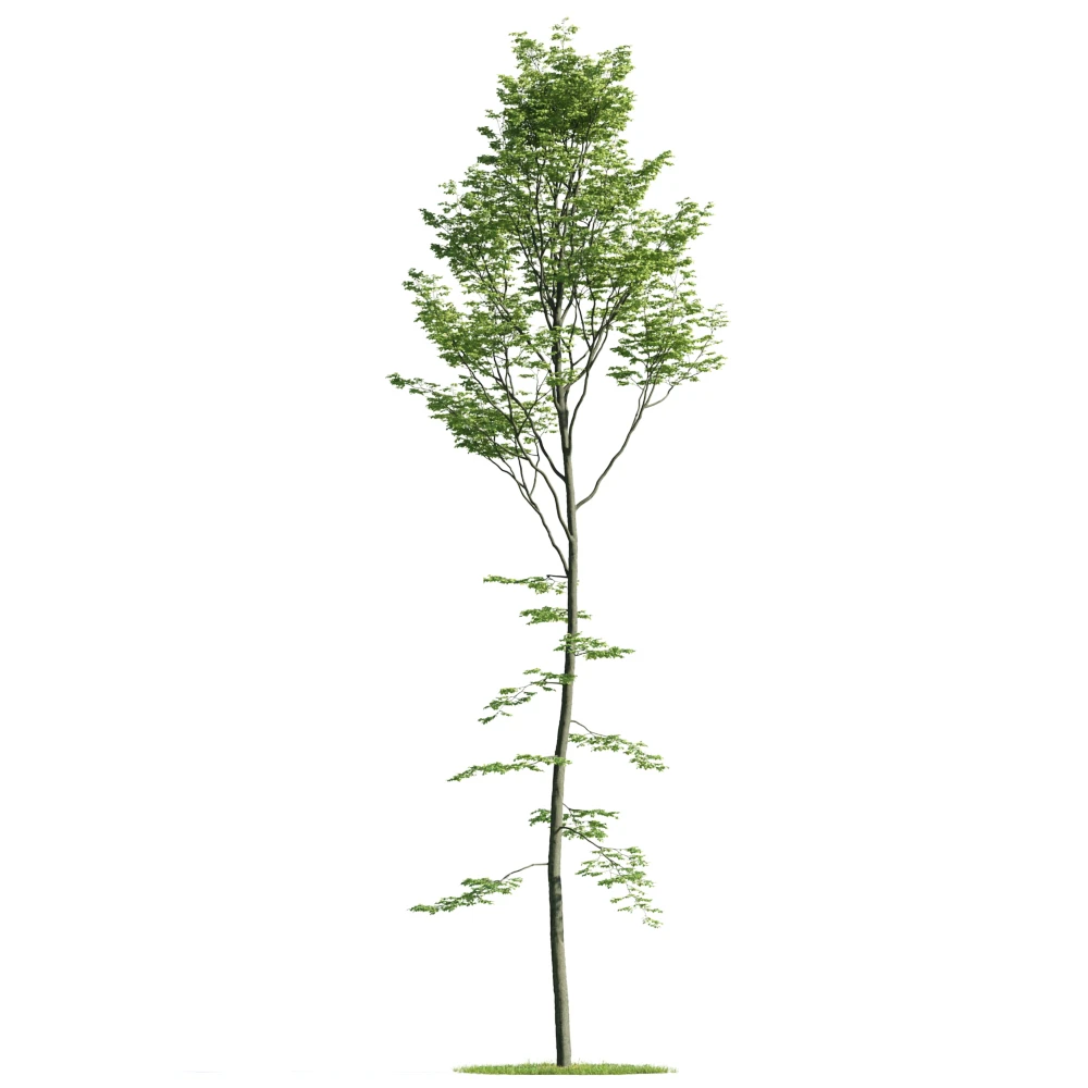 trees 034 — Descargar