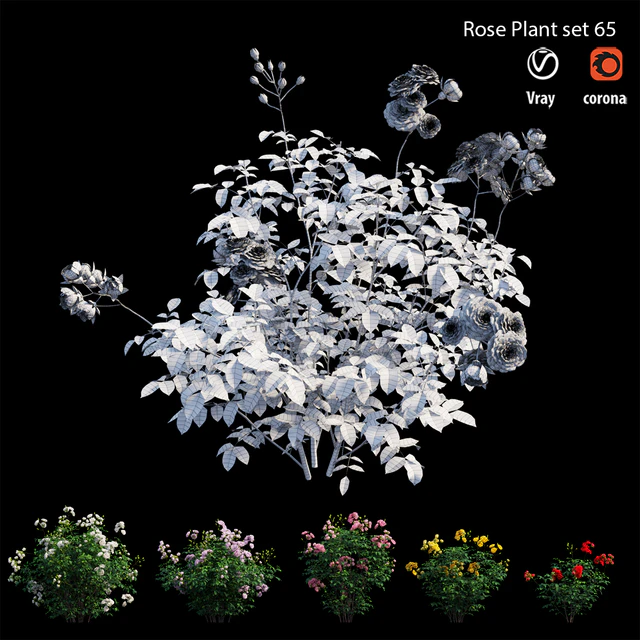 Rose plant set 65 — Descargar