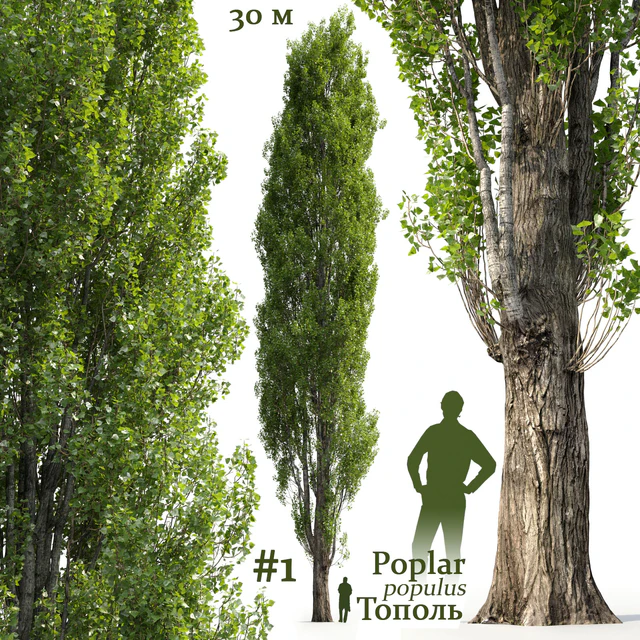 Poplar / Populus #1 — Descargar