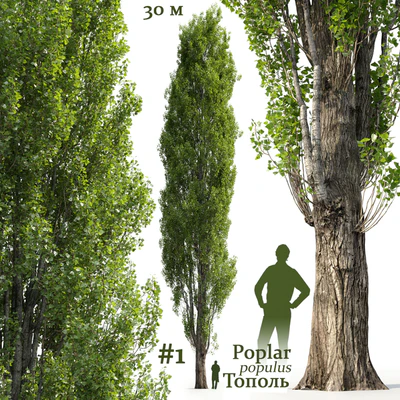 Poplar / Populus #1 — Ver 1