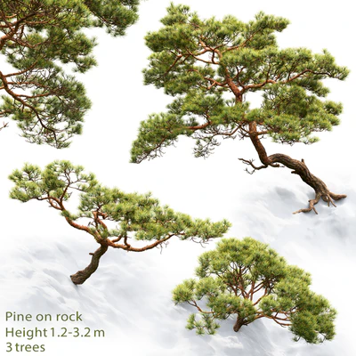 Pine — Ver 1