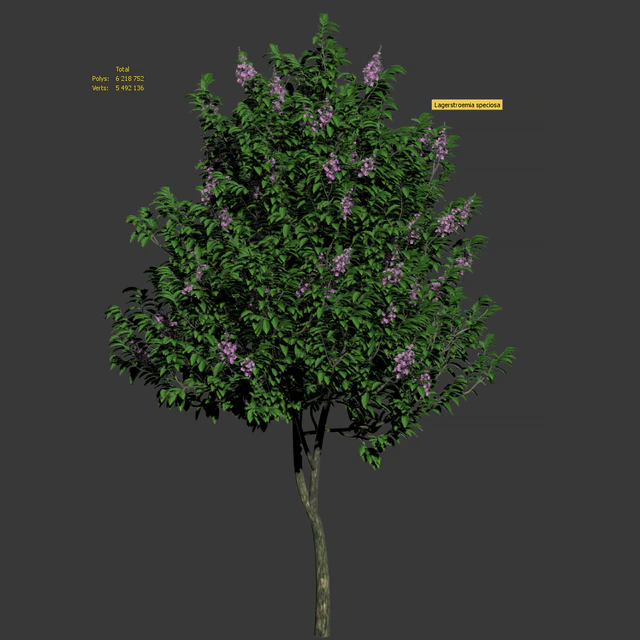 Lagerstroemia speciosa tree — Скачать