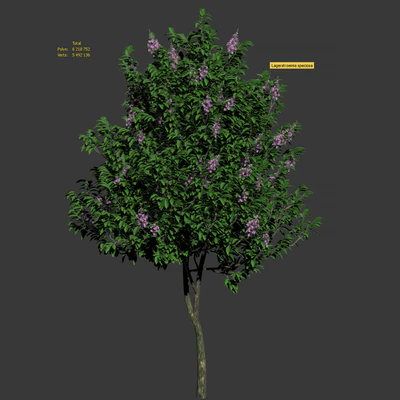 Lagerstroemia speciosa tree — Вид 5