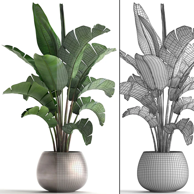 Plant collection 294. Banana, pot, flowerpot, indoor banana, strelitzia, luxury, strelitzia — Descargar