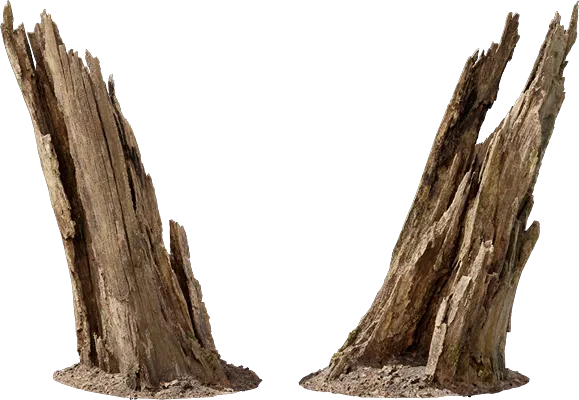 rotten tree stump 010 — Descargar