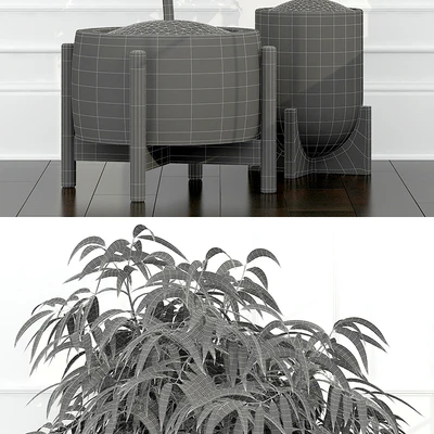 Plants collection 67 — Вид 3