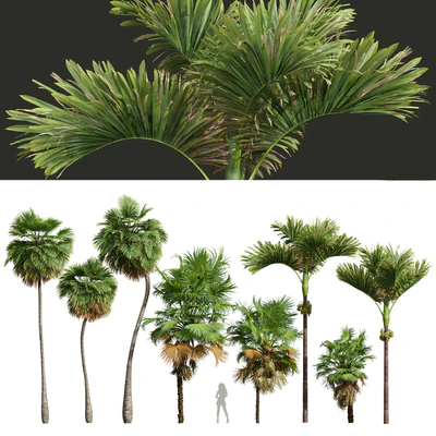 Acoelorrhaphe Wrightii and Borassus Flabellifer and Areca Catechu Decorative Garden Fruit — Ver 1