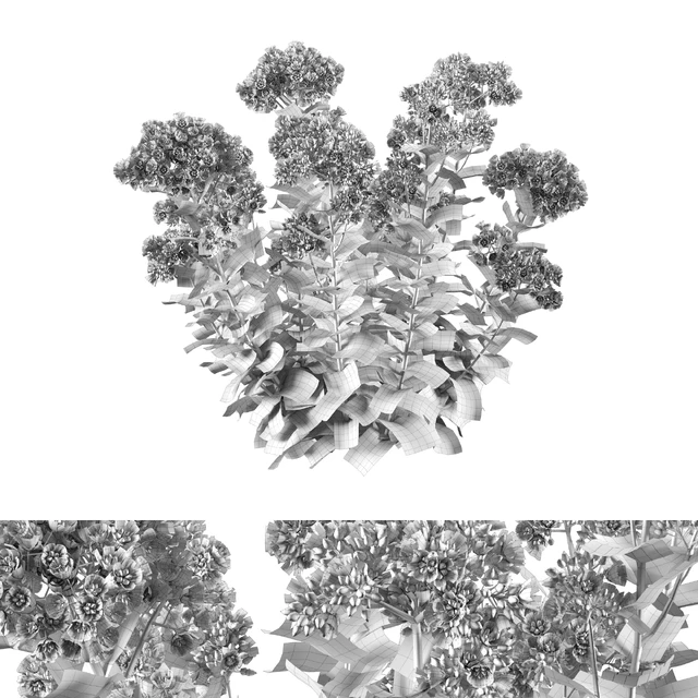 Sedum Autumn Charm — Скачать