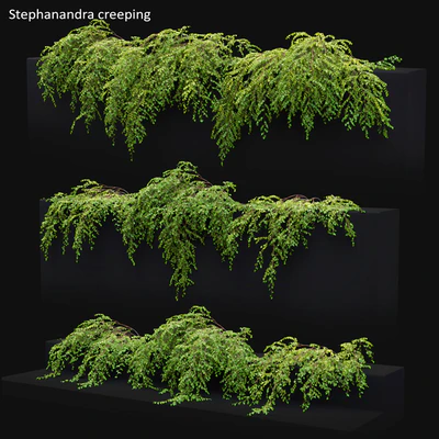 Stephanandra # 2 — Ver 1