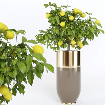 Longhi plant pot godwin cachepot — Ver 6
