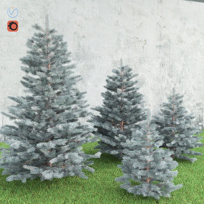 Spruce — Вид 3