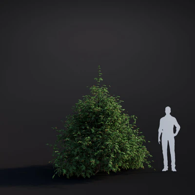 044 western hemlock — Скачать