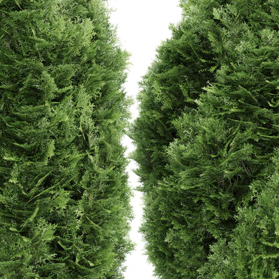 4 Rocky Mountain Juniper tree - Juniperus scopulorum — Ver 4