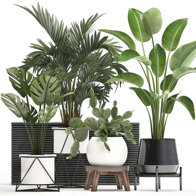 Collection of small plants in white modern pots with prickly pear cactus, banana palm, monstera, strelitzia. Set 448. — Ver 1