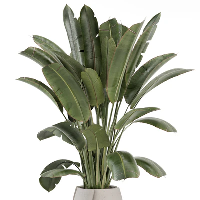 Indoor Plants  in rusty Concrete Pot - Set 1612 — Вид 6