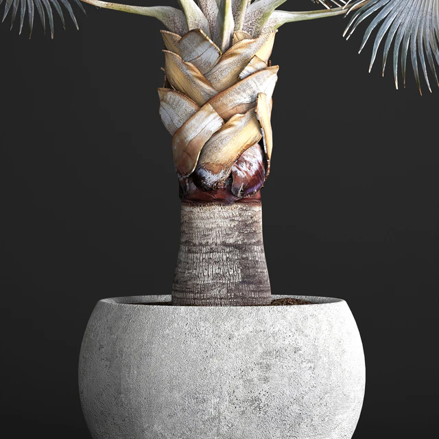 Palm Bismarckia nobilis Blue. fan palm, brachea, bismarckia, palm tree in a vase, pot, decorative, outdoor, blue palm, concrete — Descargar