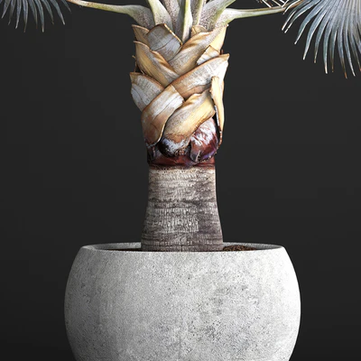 Palm Bismarckia nobilis Blue. fan palm, brachea, bismarckia, palm tree in a vase, pot, decorative, outdoor, blue palm, concrete — Ver 3
