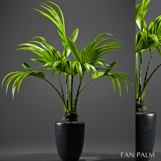 FAN PALM 52 — Скачать
