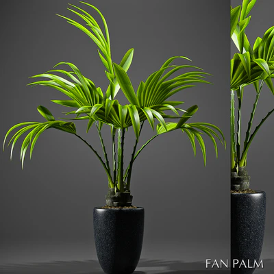 FAN PALM 52 — Вид 1