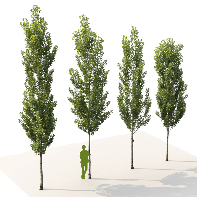 Тополь чёрный / Poplar / Populus nigra #6 — Скачать