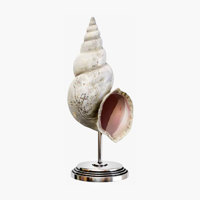 Sea shell decorative set 03 — Ver 6