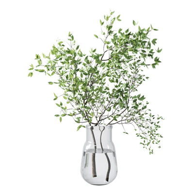 Collection Green Plants Bouquet Indoor 12 — Ver 5