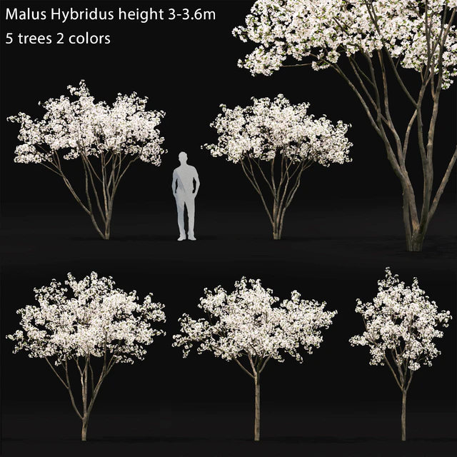 Blooming Apple Tree | Malus Hybridus flowering # 1 — Descargar