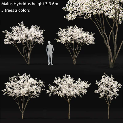 Blooming Apple Tree | Malus Hybridus flowering # 1 — Ver 1