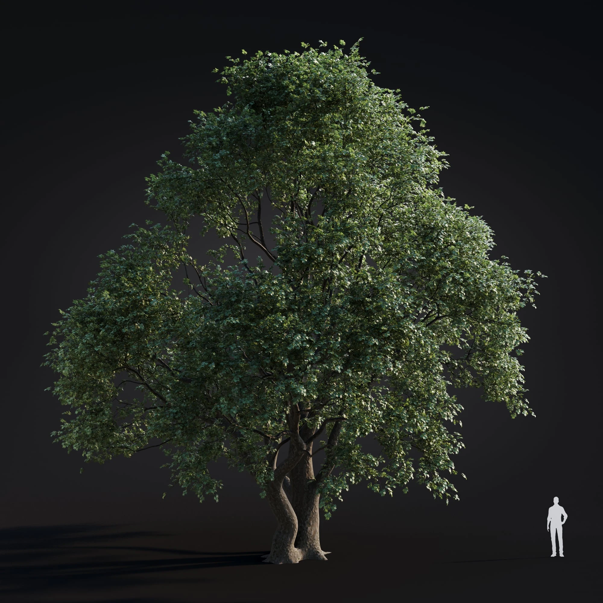 052 platanus acreifolia — Скачать