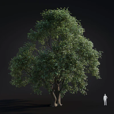 052 platanus acreifolia — Скачать