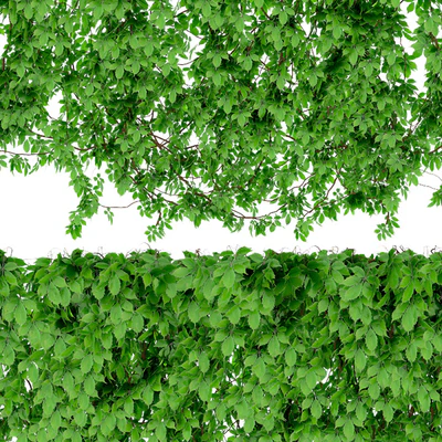 The wall of a girl's grapes. 2 types — Ver 2