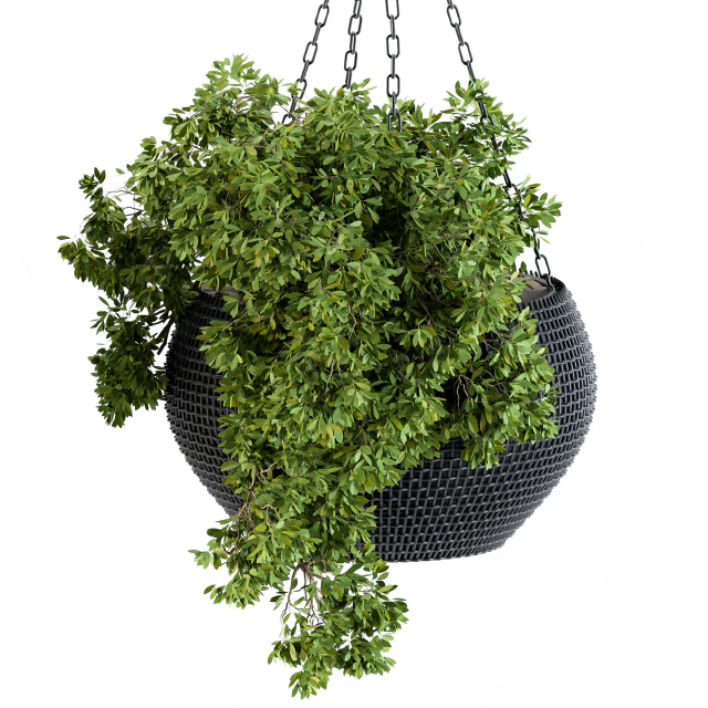 Hanging Plant in Black Pot — Скачать