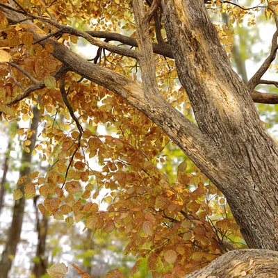 Alnus glutinosa (black alder) — Вид 2