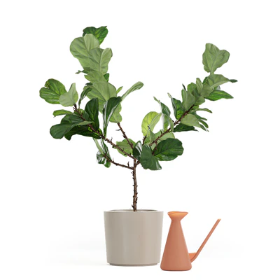 Photorealistic Ficus Lyrata pot 150cm 3D model — Ver 1