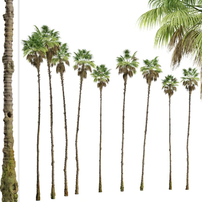 Set of Mexican fan palm Trees (Washingtonia robusta) (3 Trees) — Вид 5