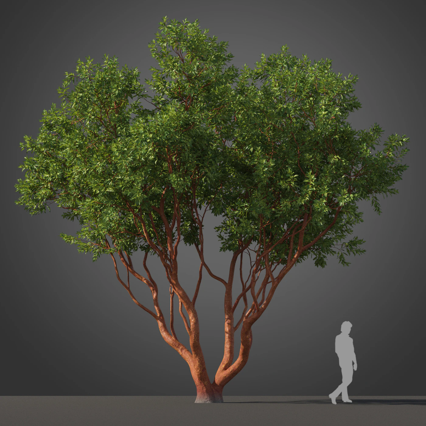 subtropical trees 039 — Скачать