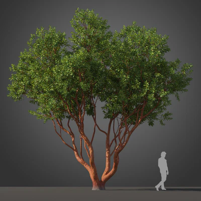 subtropical trees 039 — Скачать