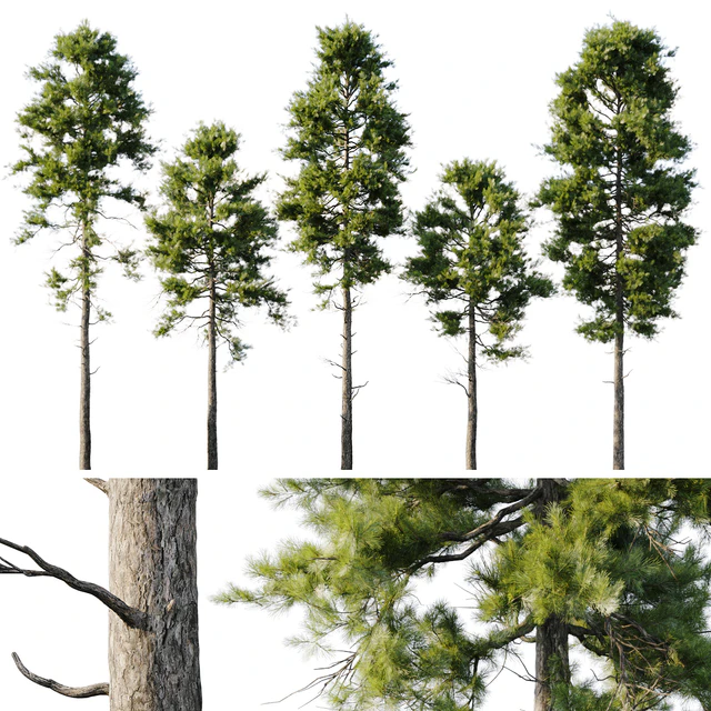 Pine 18m and 12m — Descargar