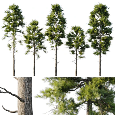 Pine 18m and 12m — Ver 1