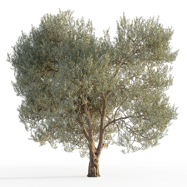 Оливковое дерево 5 (Olive tree 5) — Скачать