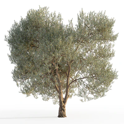 Оливковое дерево 5 (Olive tree 5) — Вид 4