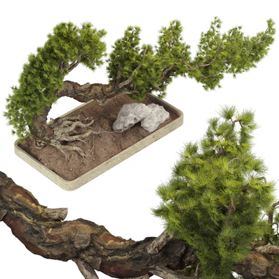 Bonsai Tree 229 — Ver 6