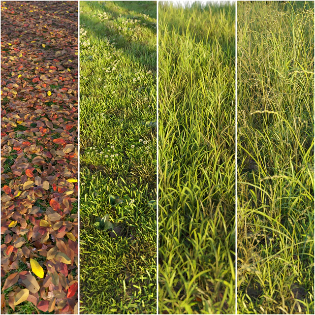Set of grass and leaves. — Descargar