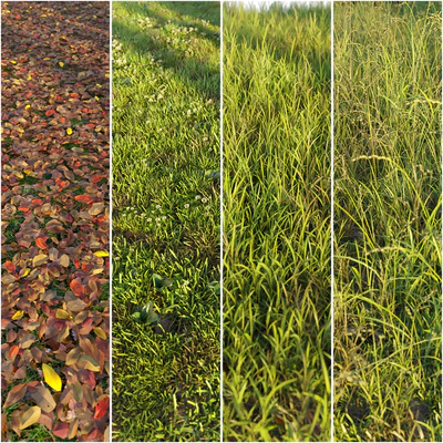 Set of grass and leaves. — Ver 3
