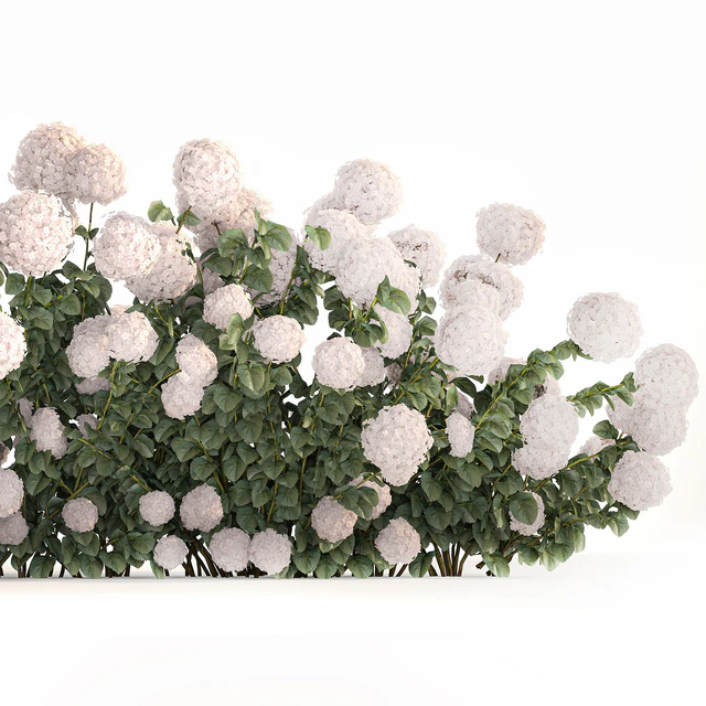 Beautiful bush white hydrangea with flowers for the garden, hedge. Plant set 1185 — Descargar